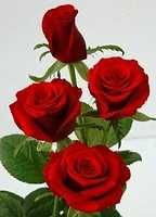 Розы саженцы с питомника