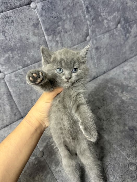 Продам котят скотиш страйт