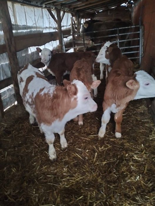 Vand vitei de rasa de carne asigur transport!!