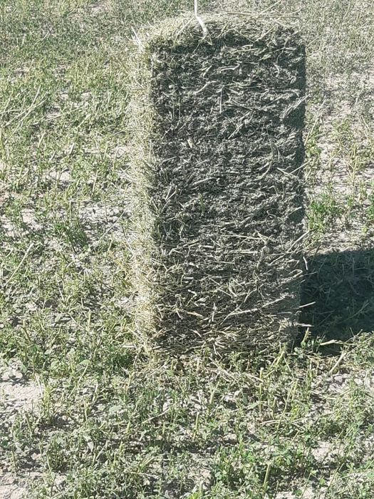 Сено Шөп Люцерна Жоңышқа