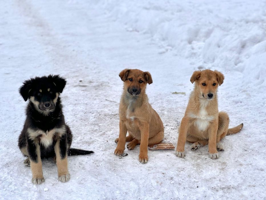 Пристраиваются щенки