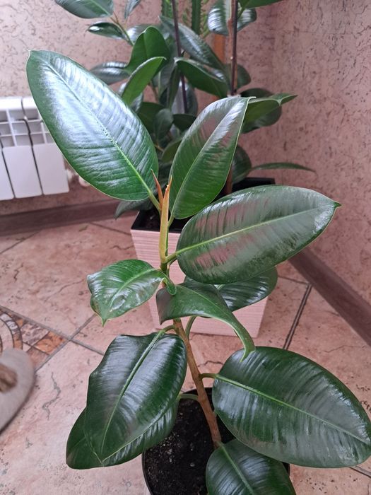 Комнатные растения,  цветы