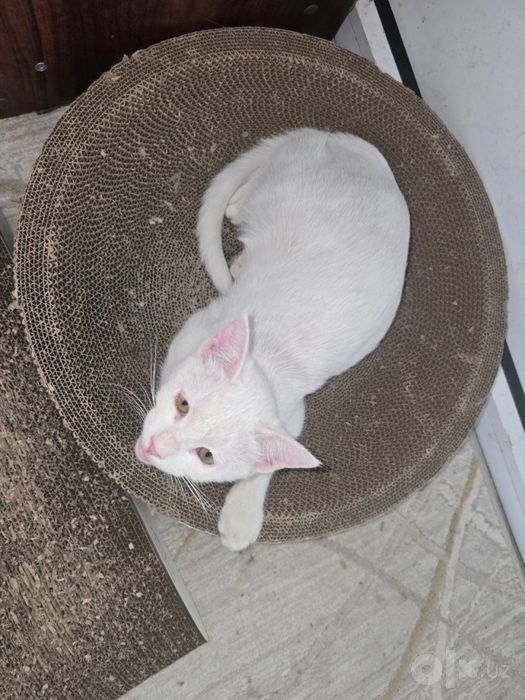 Кошечка, 6 месяцев, белый окрас