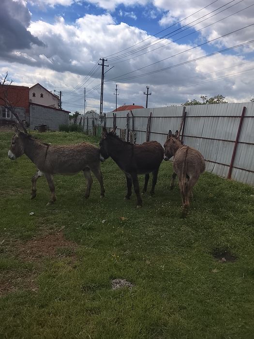 Vând 3 măgari masculi