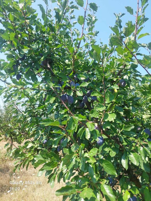 Prune de masa de vanzare soiul Stanley