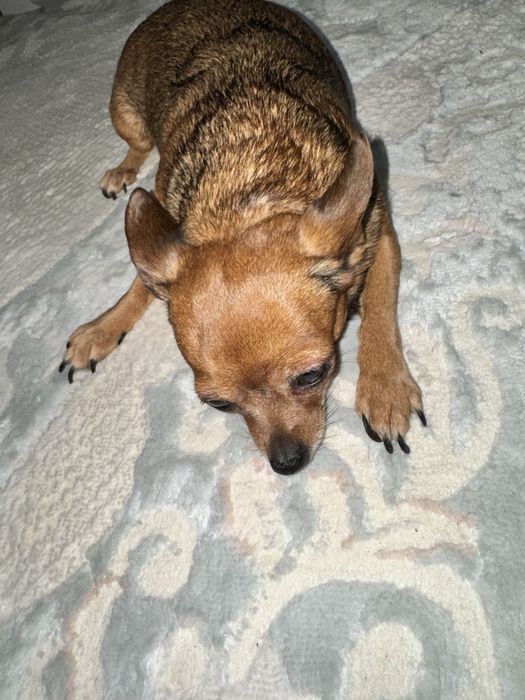 Продам срочно Связи аллергия Чихуахуа девочка