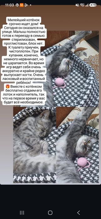 Котёнок 7 мес срочно ищем семью