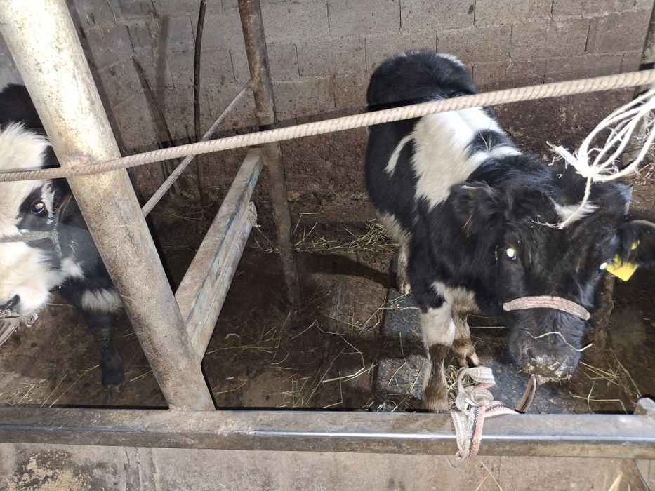 Срочно продам 290 торг малый