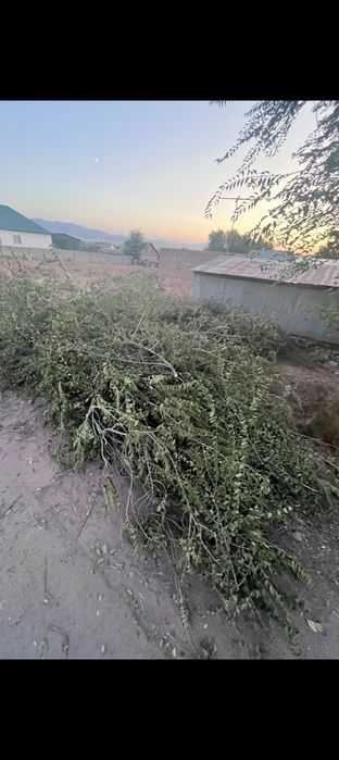 Ағаш отын тегін.