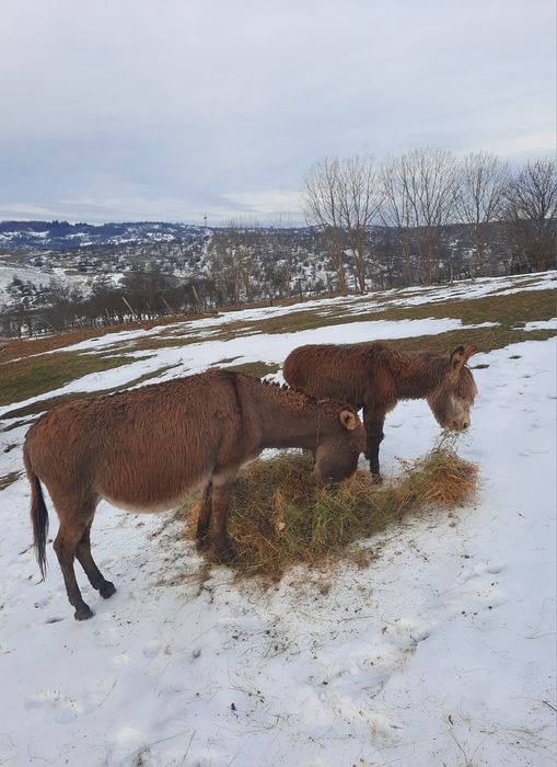 oferta magarite cu pui și gestante