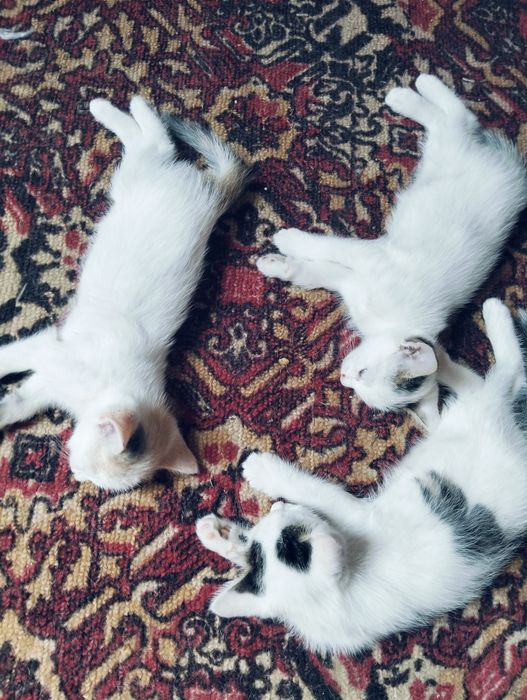 Отдам котят . Мама крысоловка