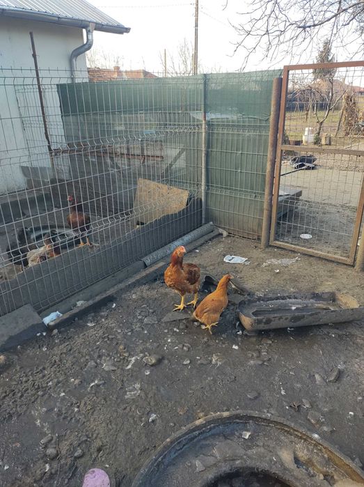 Cocosi rasa  Araucana din primavara