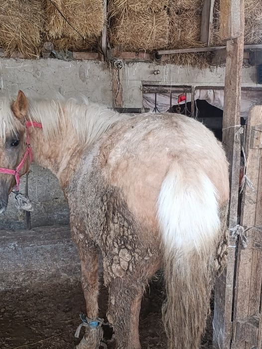 Продам полторашку жирный