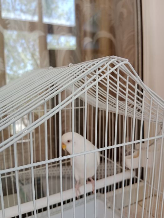 Продам попугай с клеткой