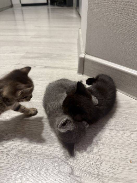Отдам котят в добрые руки