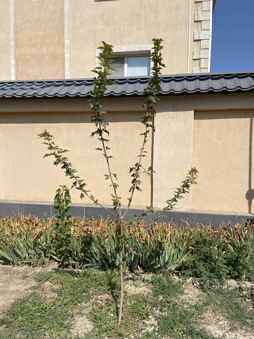 Клён, канадский клен. Канадалық Үйеңкі.