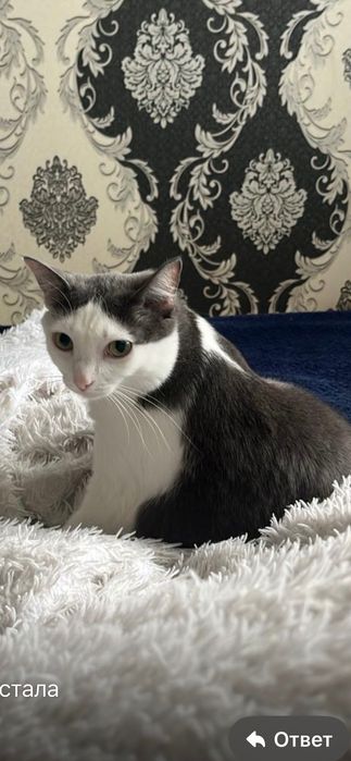 Отдам кошку в хорошие руки