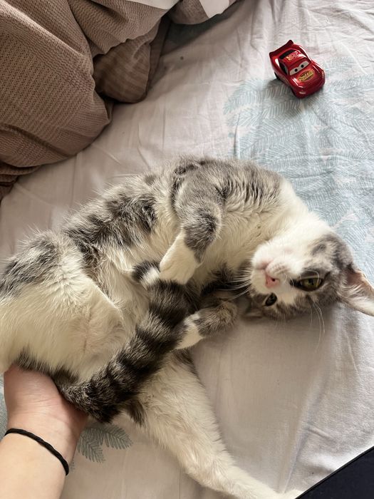 отдам кошку полтора года