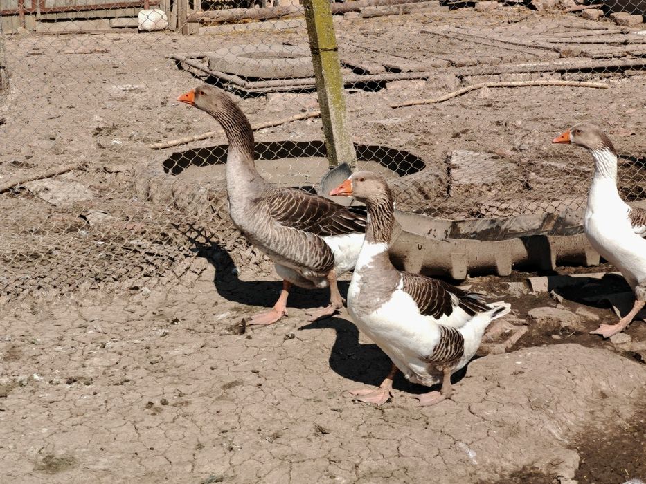 Gâscani sau perechi