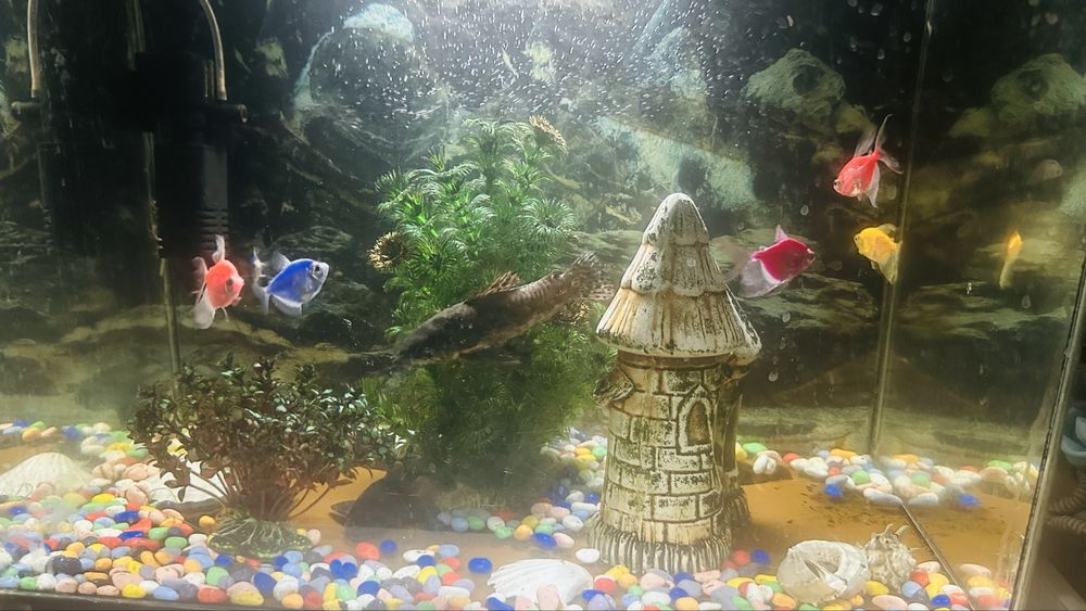 Аквариум с рыбками