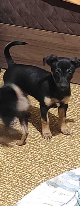 Мини пинчер на 2 месеца