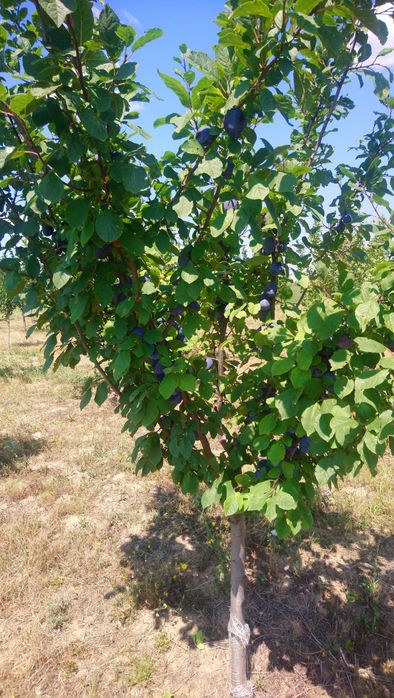 Vând Prune pentru țuică