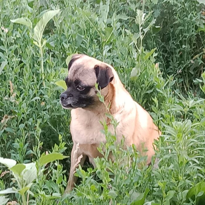 Отдам собачку в добрые руки