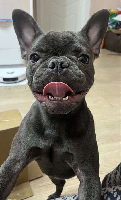 Французский бульдог