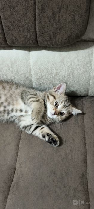 Кошка Бесплатно Срочно