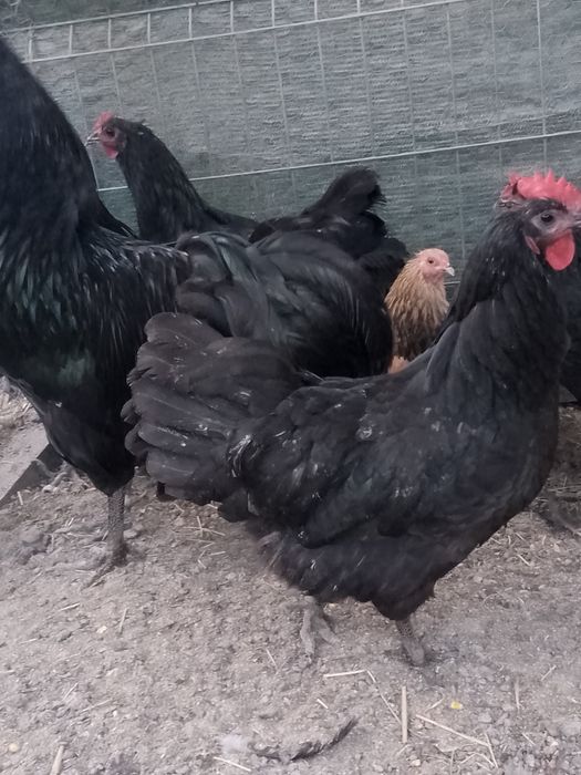 Oferta familie australorp!