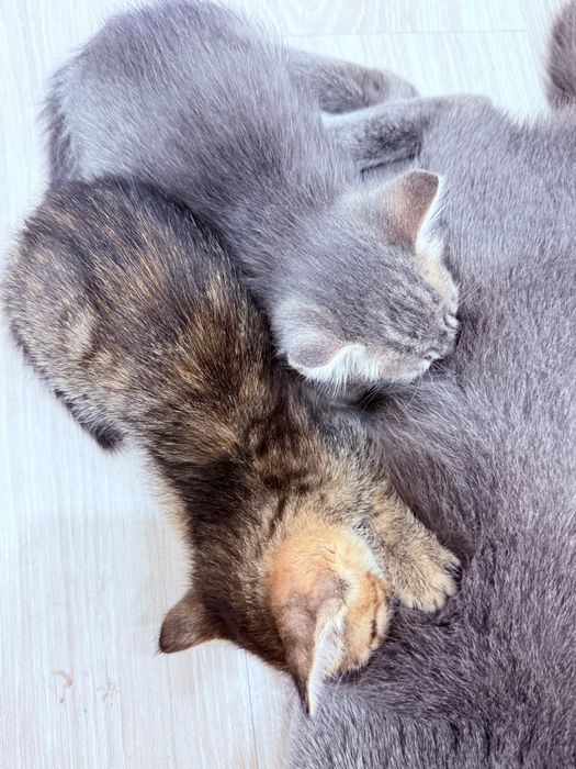Дарю котят в хорошие руки