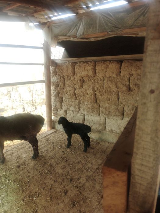 Козылык кой сатылады