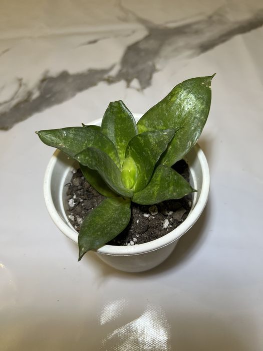 Сансеверия  цветы комнатные