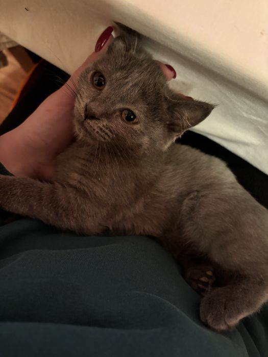 Потерялась кошка, отеген батыра