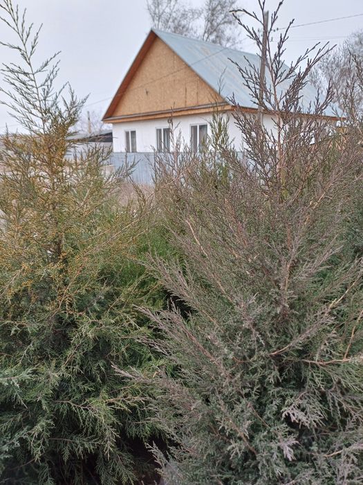 Туя Можевельник  дом и сад