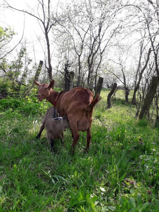 Ieduțe din mamă murciniana rasă pura bună de lapte