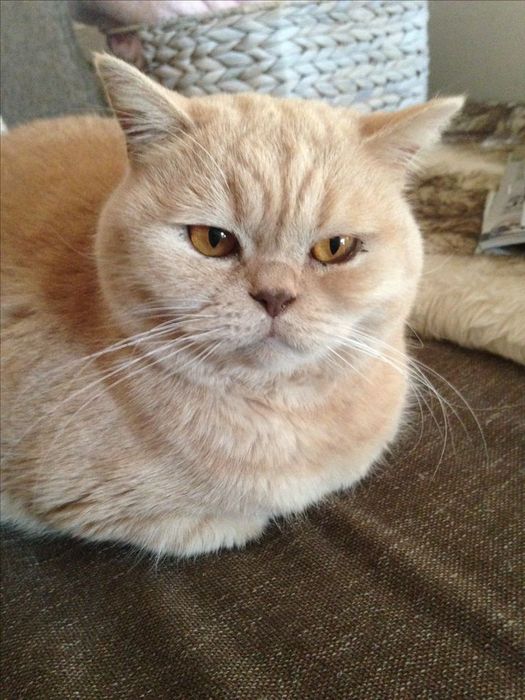 Котята скотиш фол,