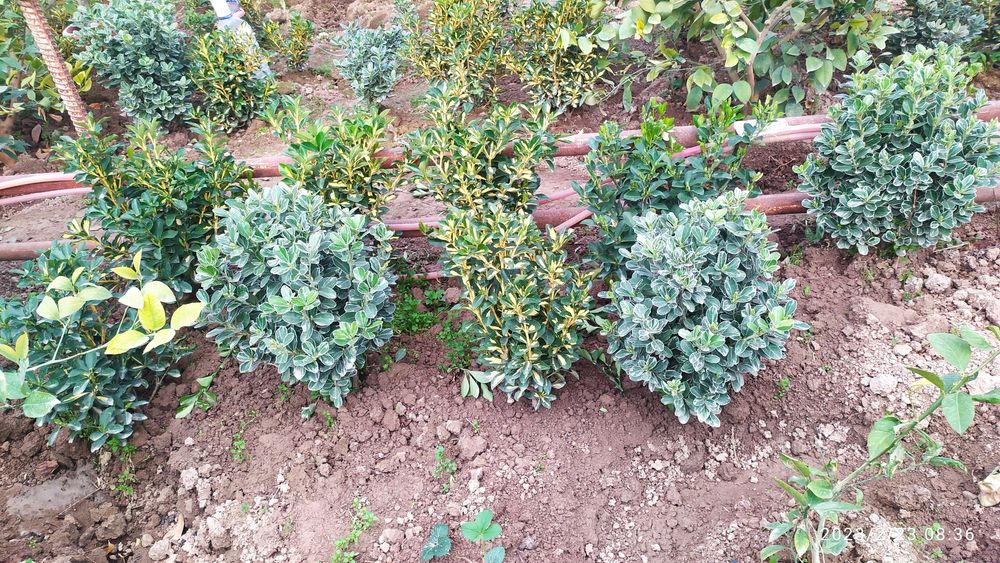 Birsklet  va shamshod. Va boshqa kochat