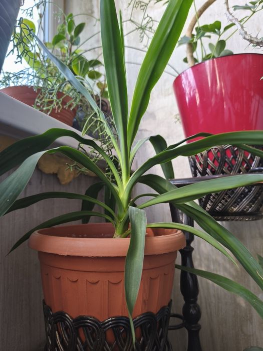 Юкку продам, пальма