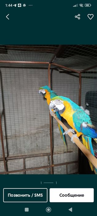 Продам птиц разных пород карела волнистые попугаи розеллы Александр
