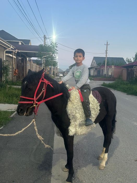 Жабағы, Тай, тайлар, Ат, Жылқы