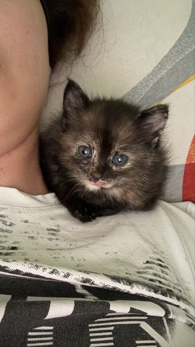 Отдам котенка в добрые руки