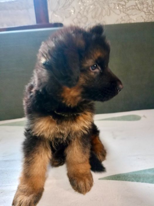 Щенки немецкой овчарки