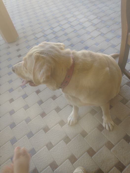 Лабрадор кучук  оргатилган