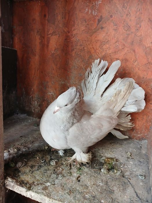 Porumbei de ornament