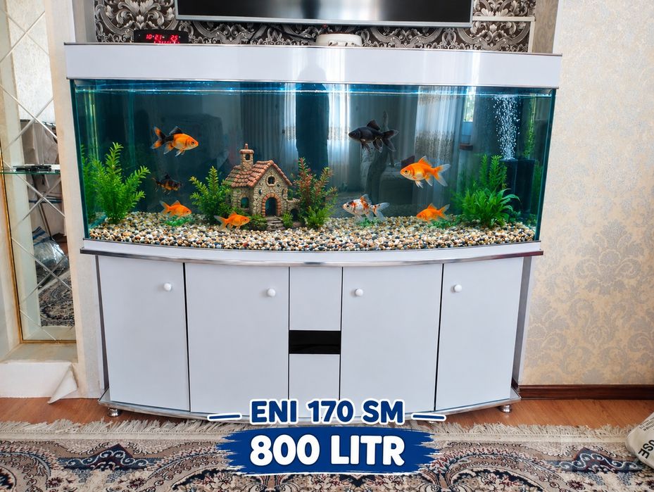 Akvarium juda kotta srochno sotiladi