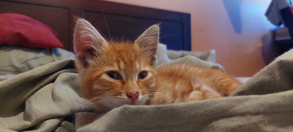 Подарявам мъжко котенце