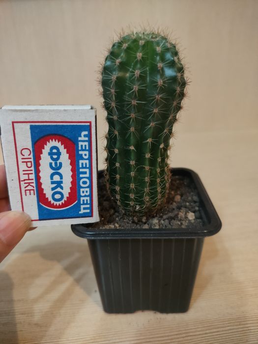 Кактус комнатный цветок