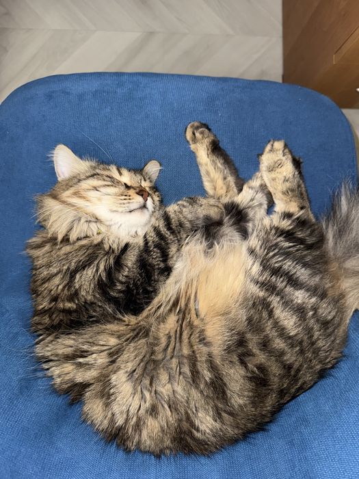 Домашняя передержка кошек и котов