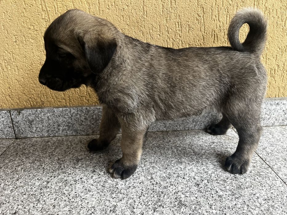 Vand catei rasa Kangal